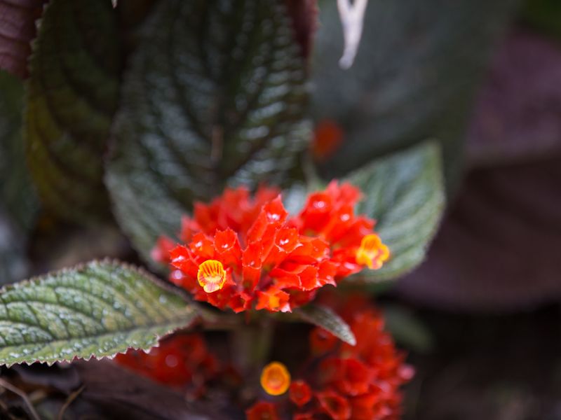 Close-up of a red and orange Chrysothemis pulchella flower with a yellow center, surrounded by dark green leaves.