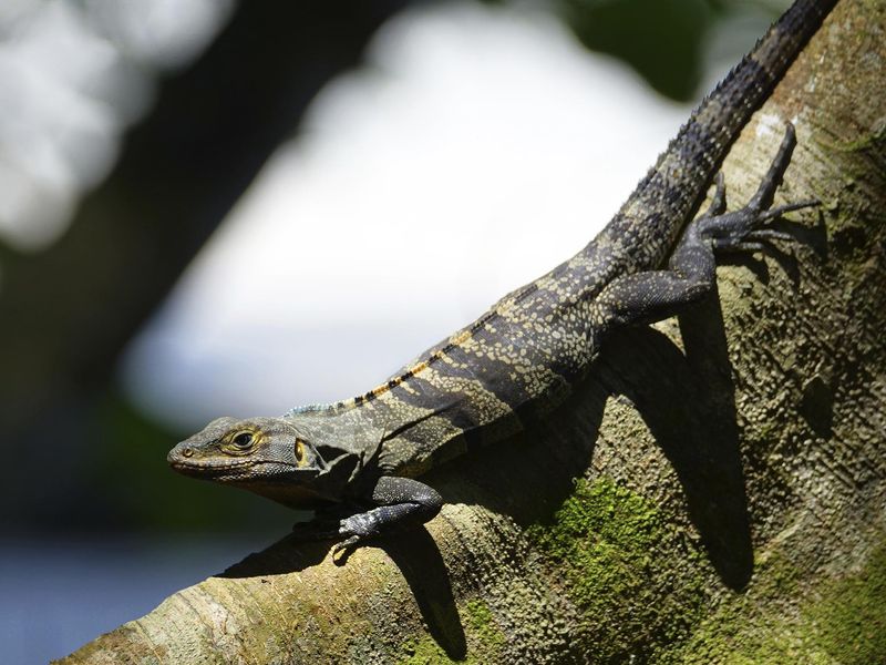 A Spiny-tailed Iguana perched on a tree branch.